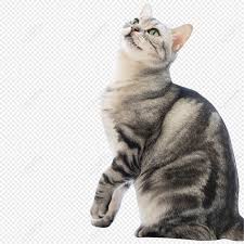 icono de gato